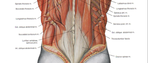 muscles of the back